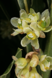 Laurus nobilis f. angustifolia RCP4-07 185.jpg